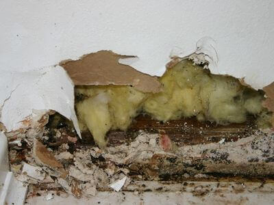 Professional attic mold remediation services in Los Angeles